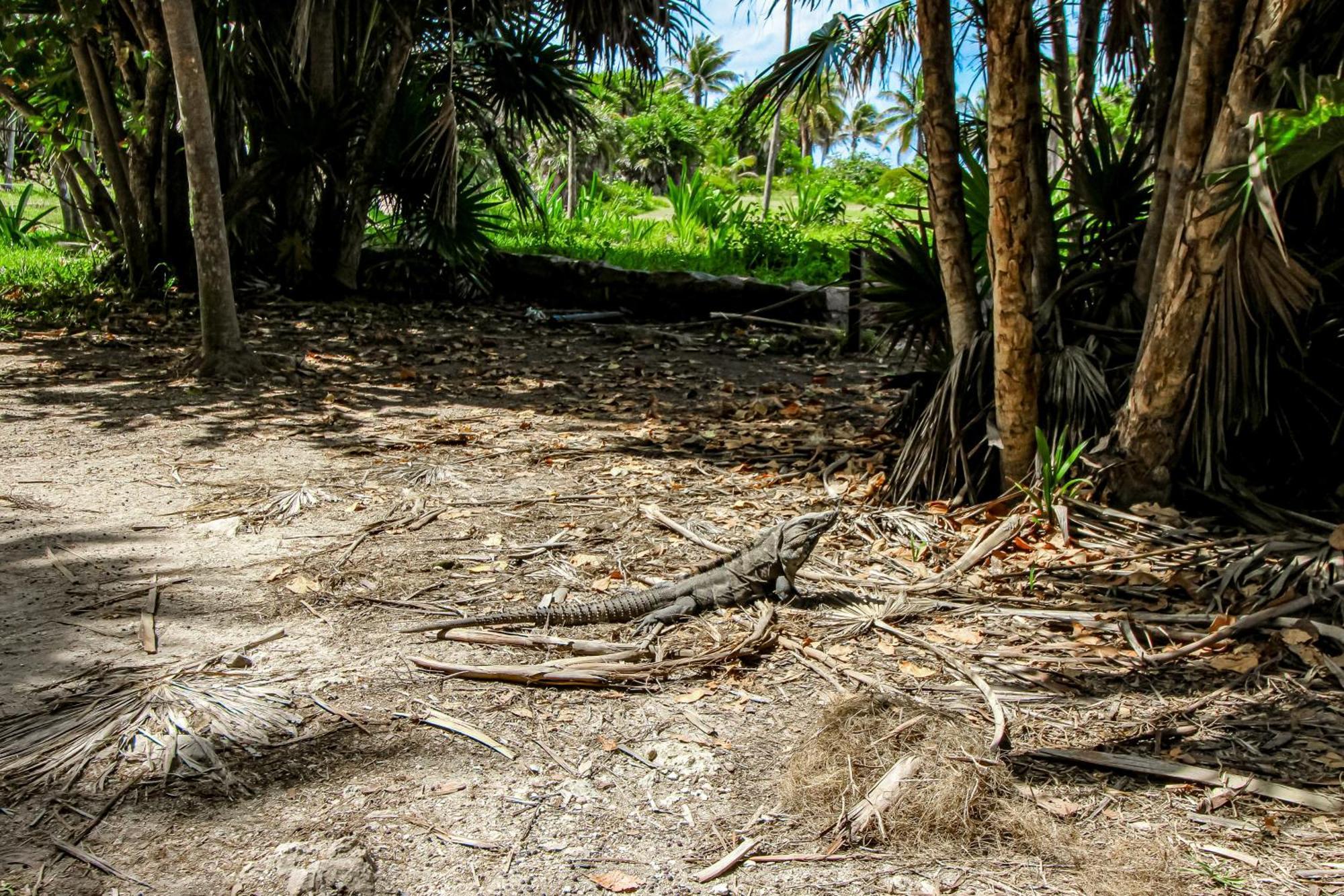 Villa Tankah Mandala Tulum Exterior photo